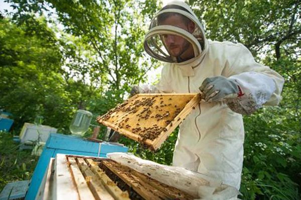 Beginner Beekeeping