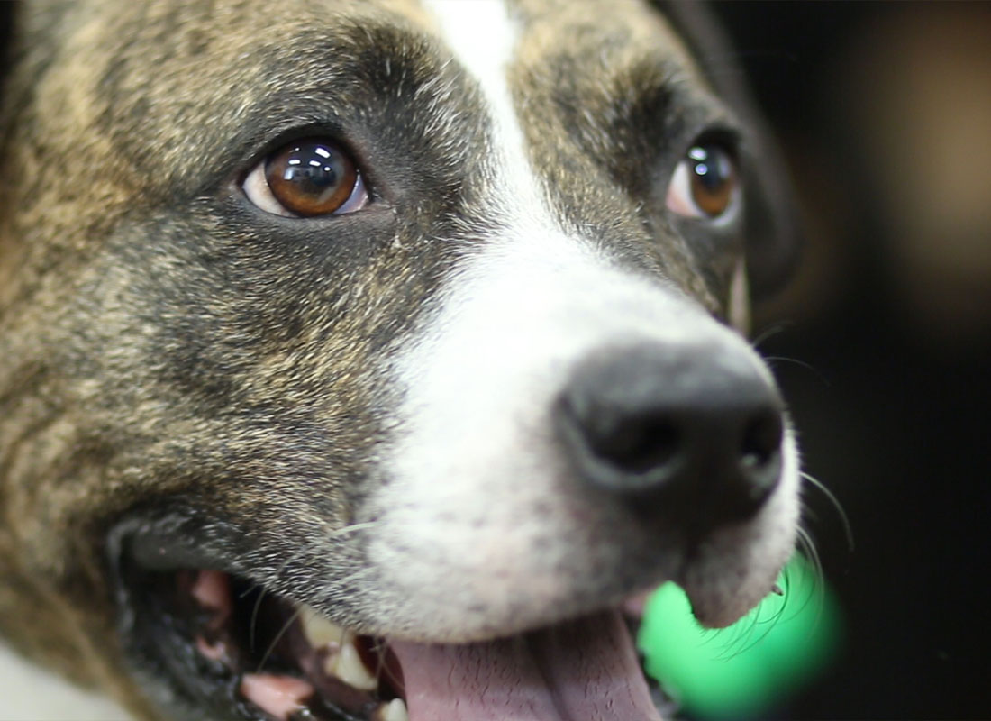 Local amputee therapy dog sheds light on the future of 3D printing prosthetics at WVU Parkersburg