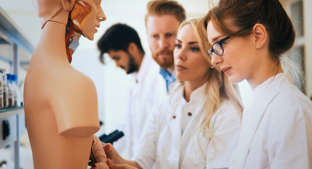 Students of medicine examining anatomical model in classroom