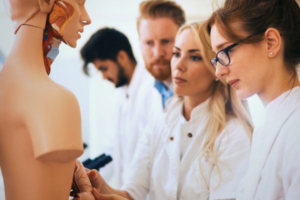 Students of medicine examining anatomical model in classroom Young students of medicine examining together anatomical model in classroom
